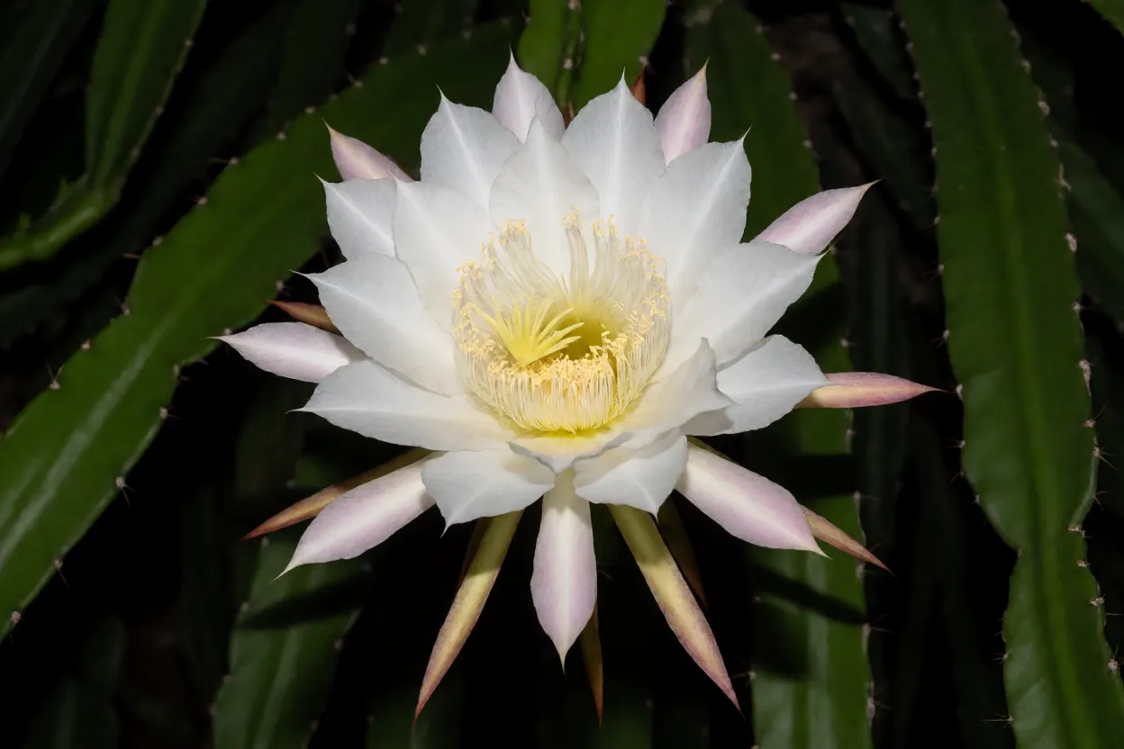 Flor branca da pitaia aberta à noite sobre o cacto