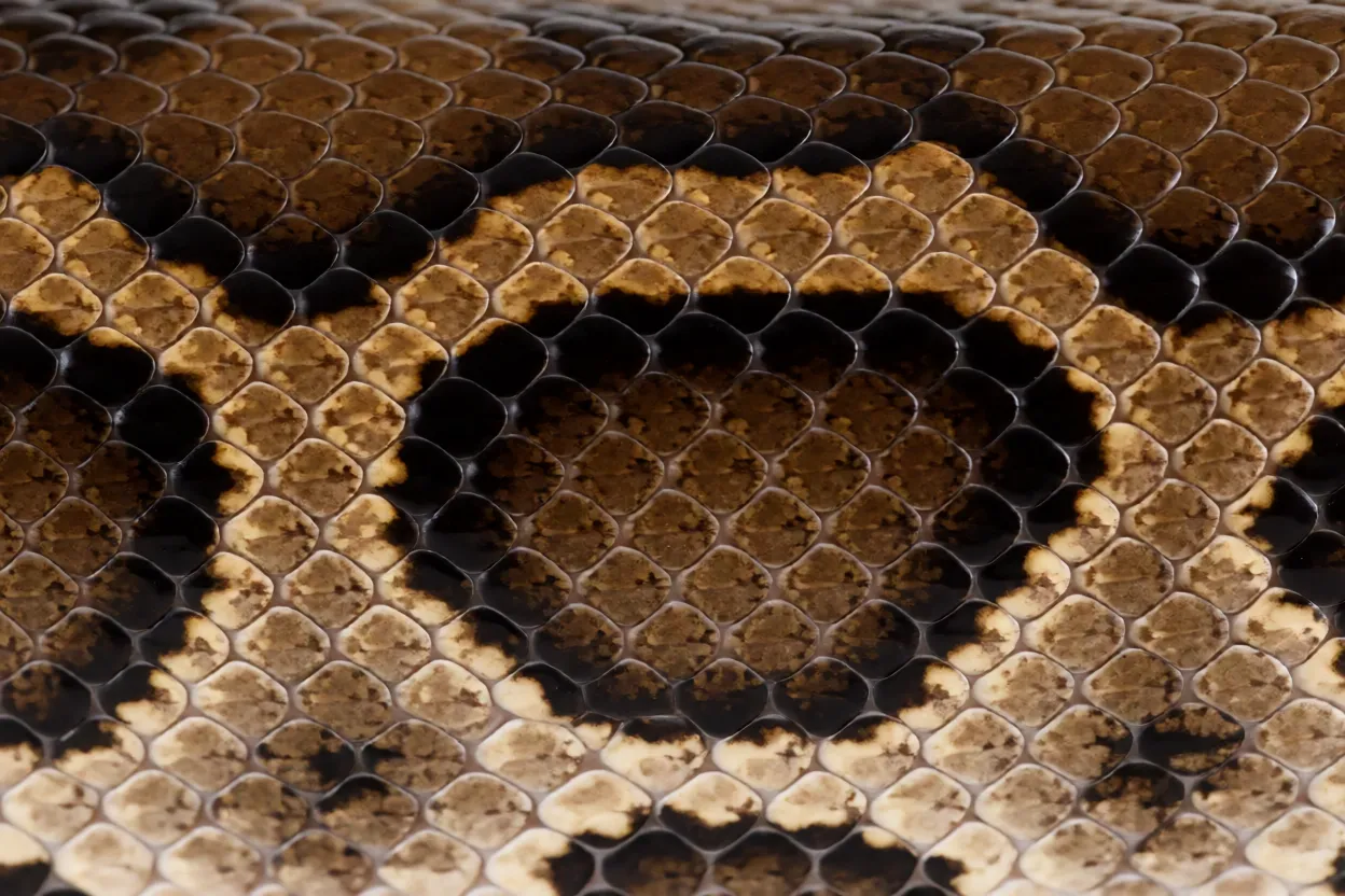 Detalhe das escamas e manchas dorsais da Píton-de-Seba