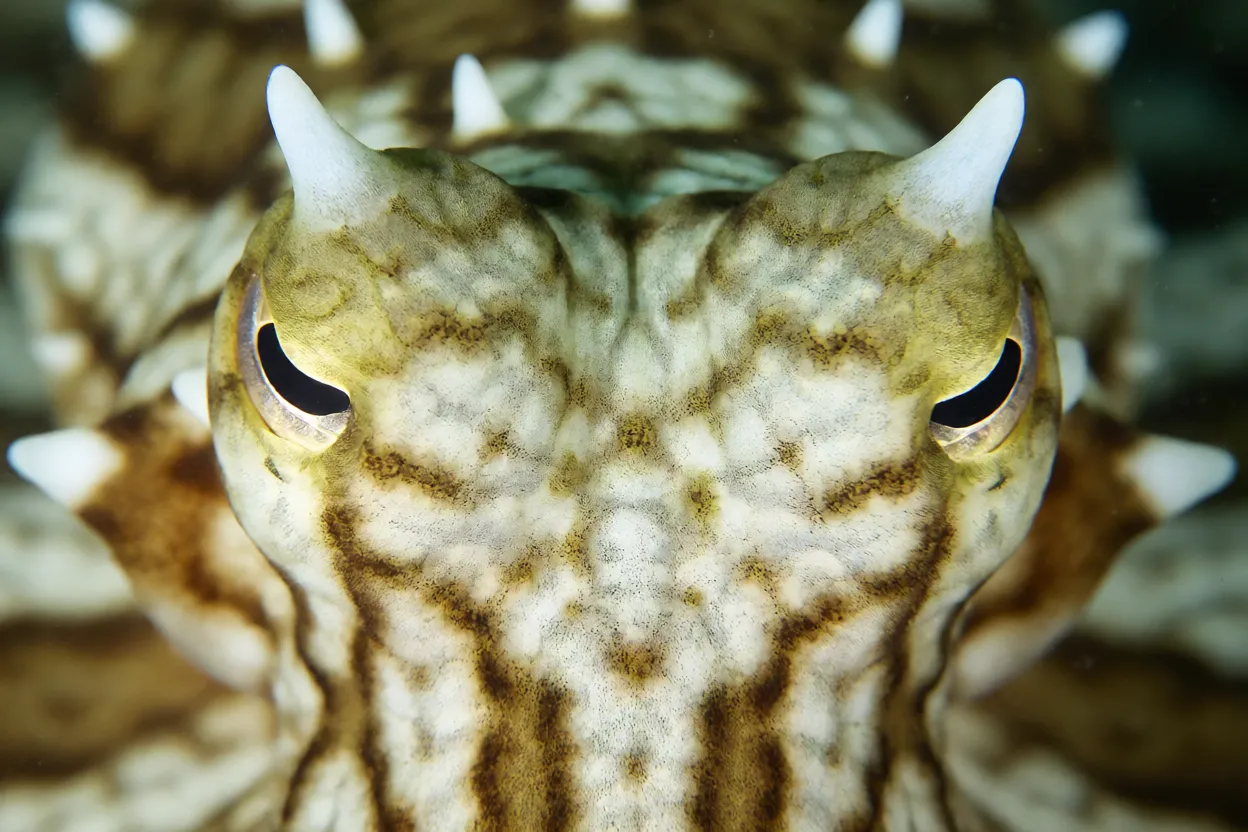 Close-up da cabeça e olhos do polvo-mimético mostrando chifres brancos