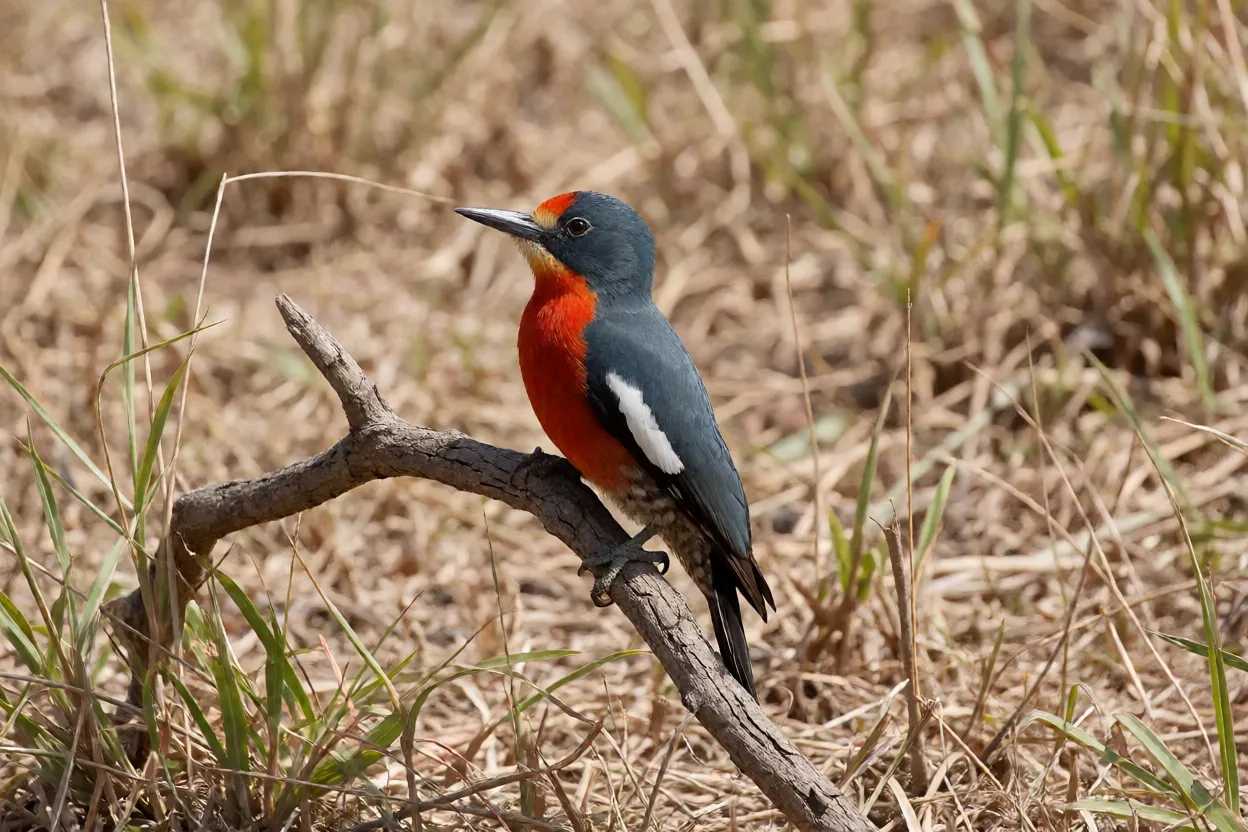 Pomba-asa-branca pousada em galho no cerrado mostrando plumagem vinácea e dorso cinza-azulado