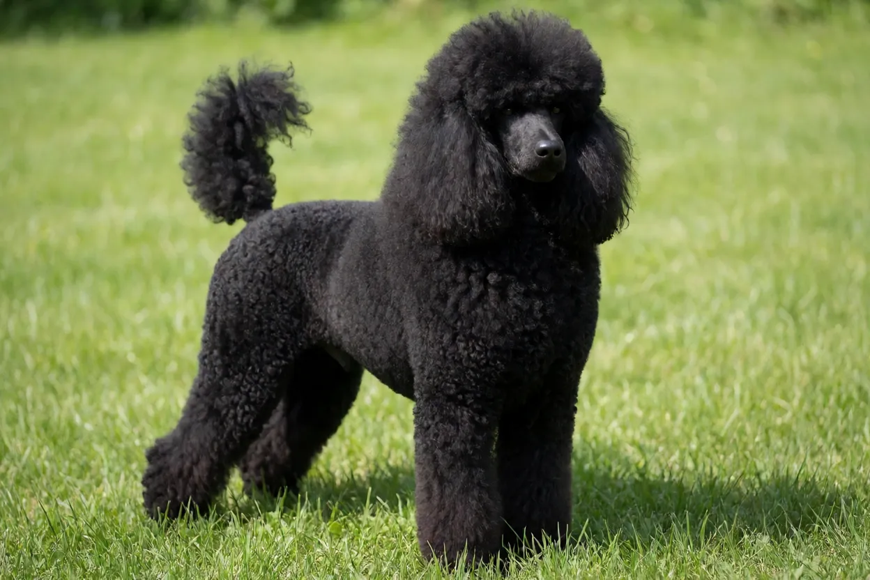 Poodle Standard preto em postura elegante em gramado iluminado
