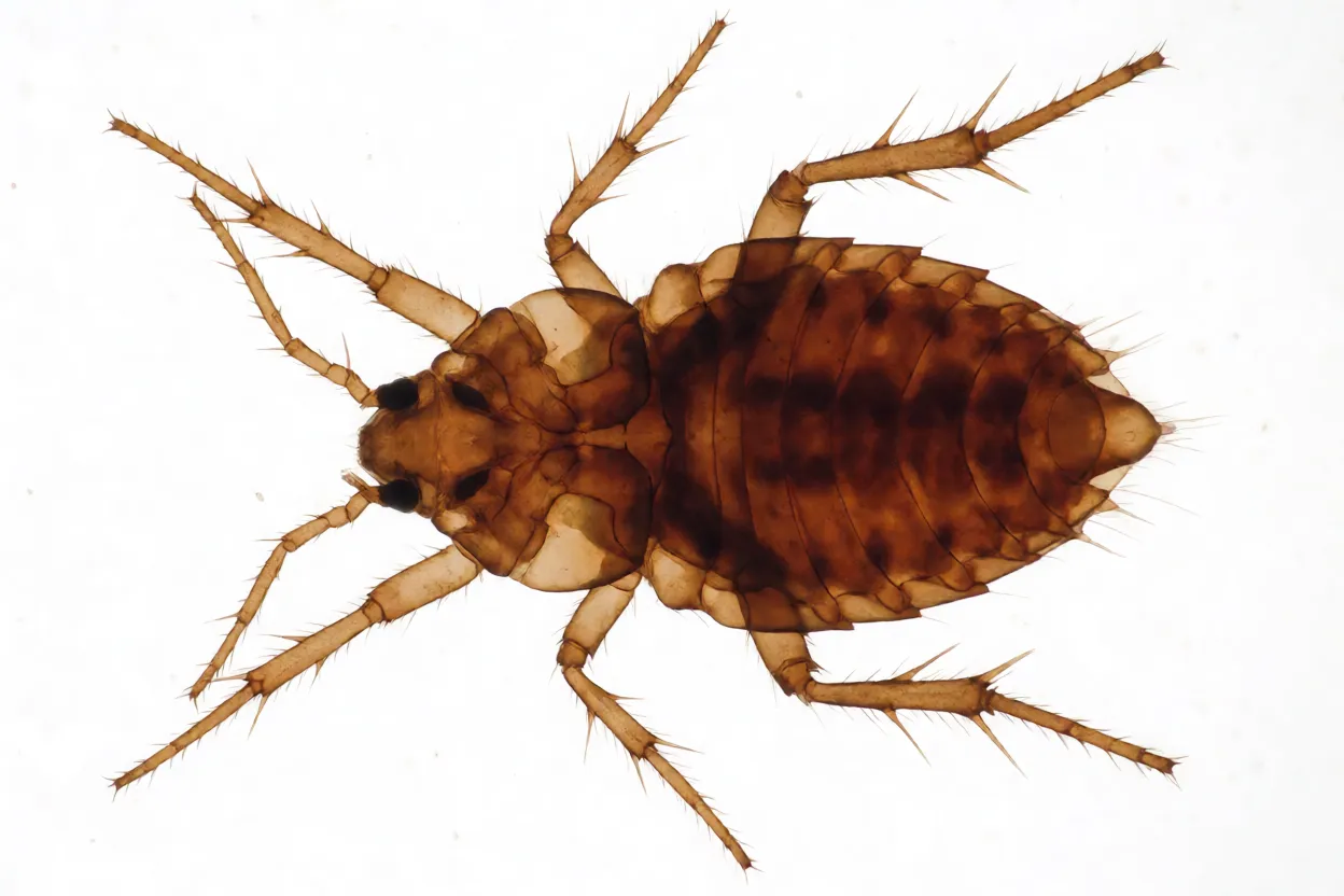 Macro da pulga-da-areia Tunga penetrans, corpo marrom-avermelhado achatado lateralmente