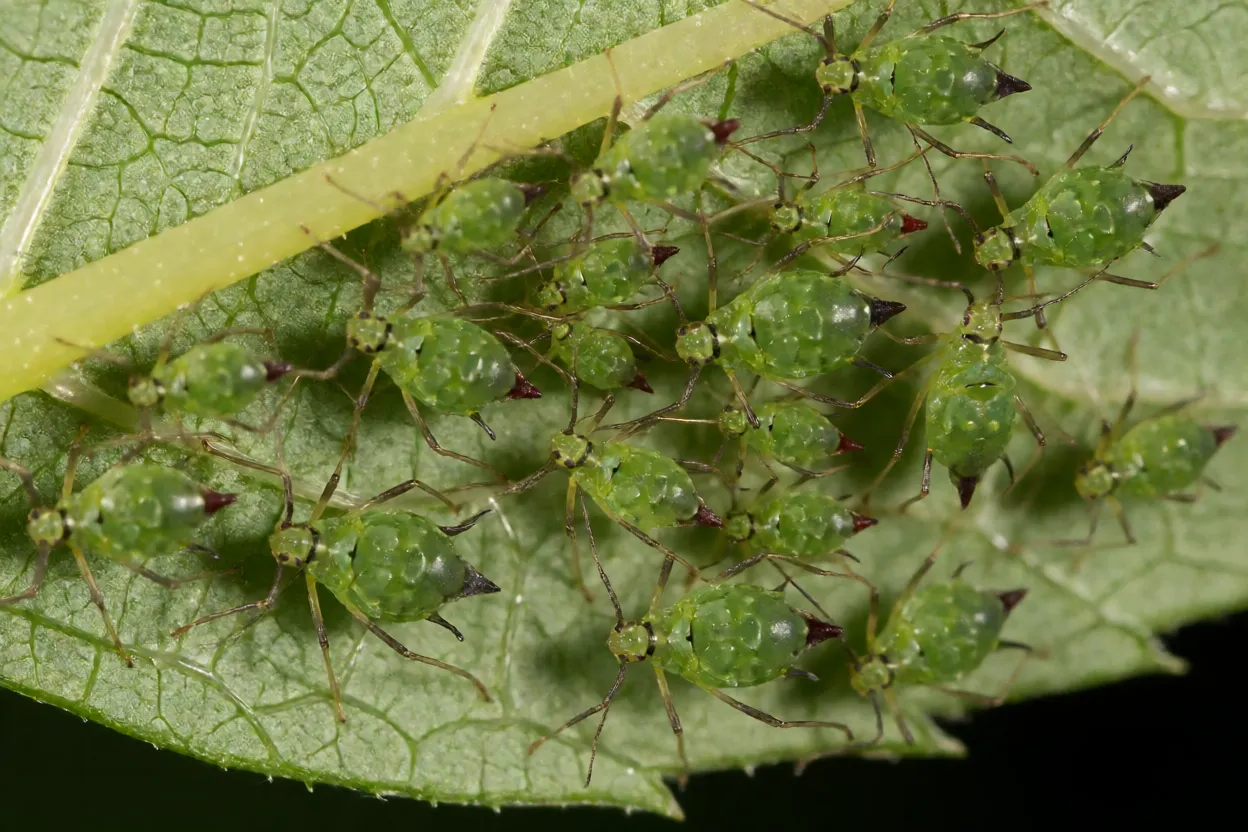Colônia de pulgões verdes na face inferior de uma folha