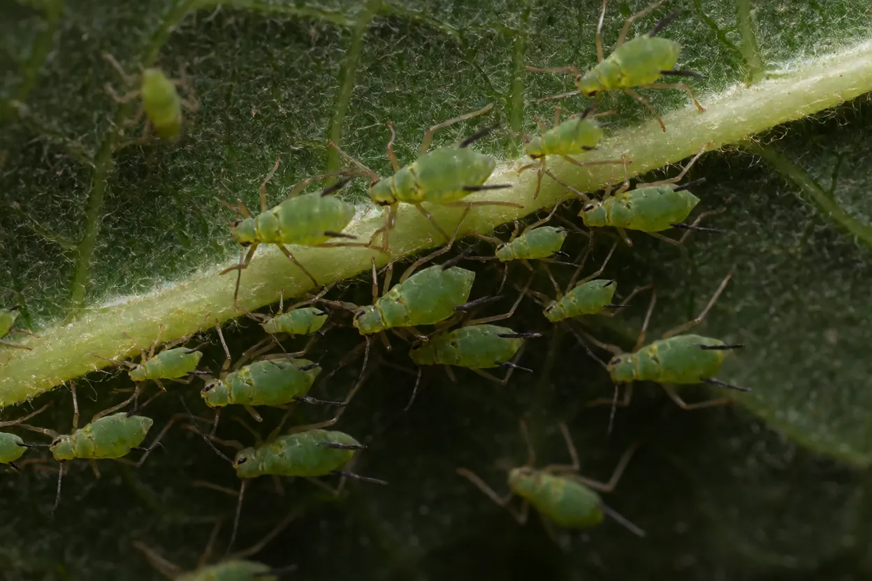 Pulgão-verde Myzus persicae em colônia na face inferior da folha
