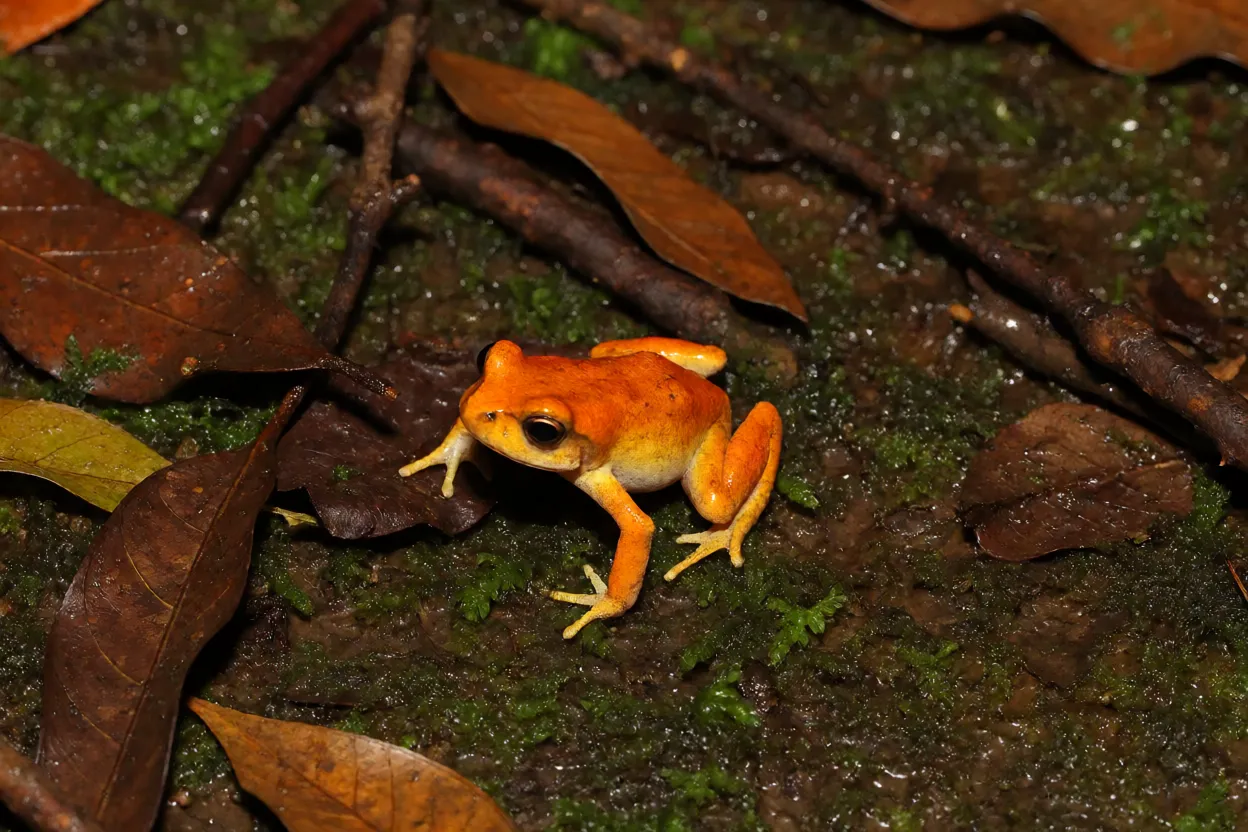 Rã-dourada adulta sobre folhiço da Mata Atlântica mostrando cor laranja intensa