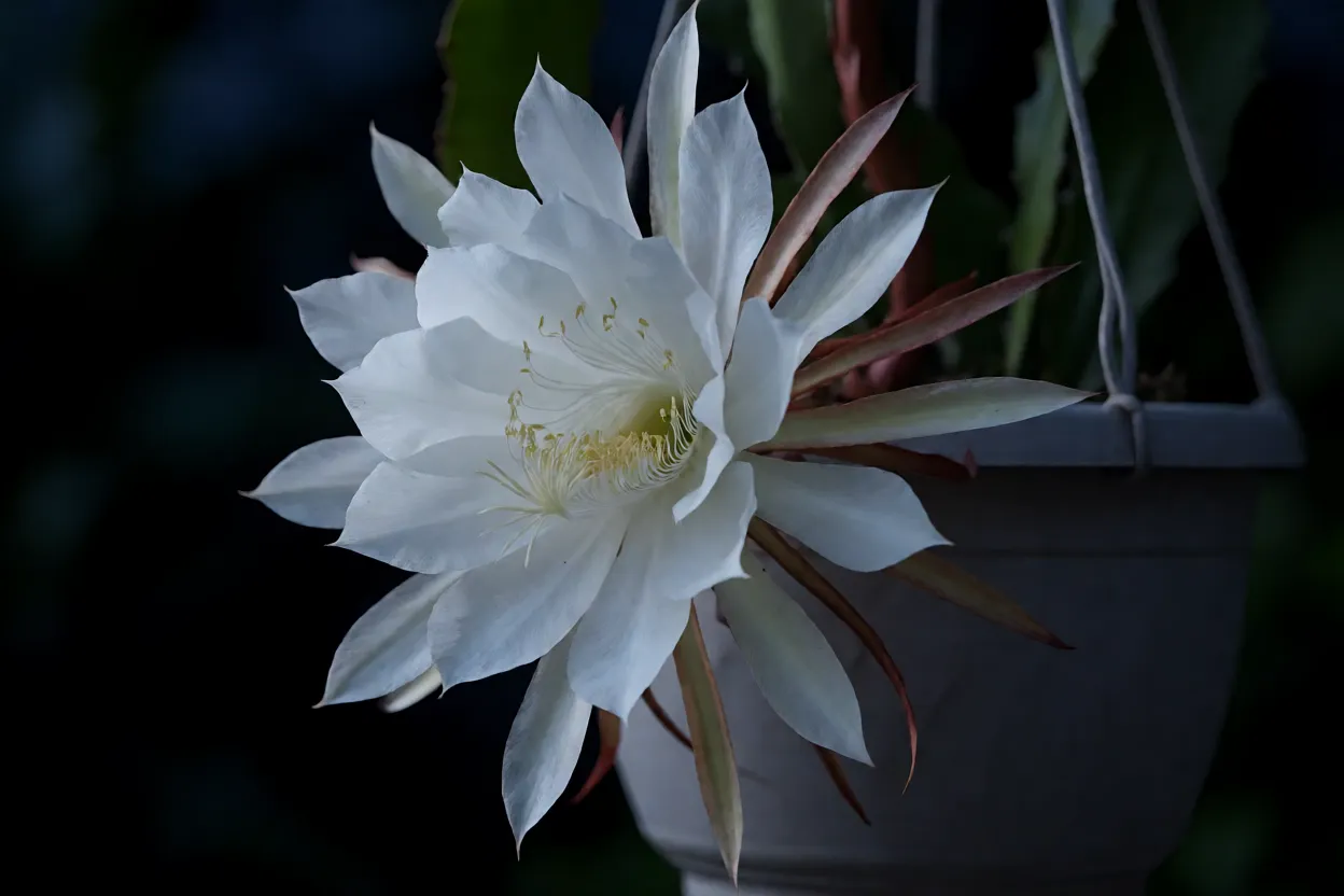 Rainha-da-noite com flor branca grande aberta à noite em vaso pendente