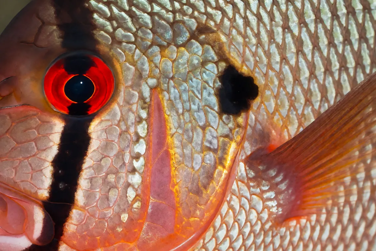 Close-up da cabeça do ramirezi com olho vermelho e faixa preta