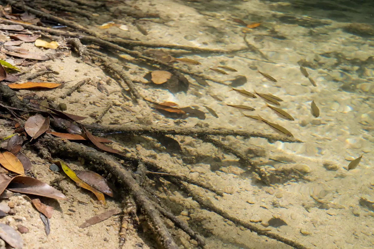 Habitat natural da Rasbora-tesoura com rio raso e folhas no fundo