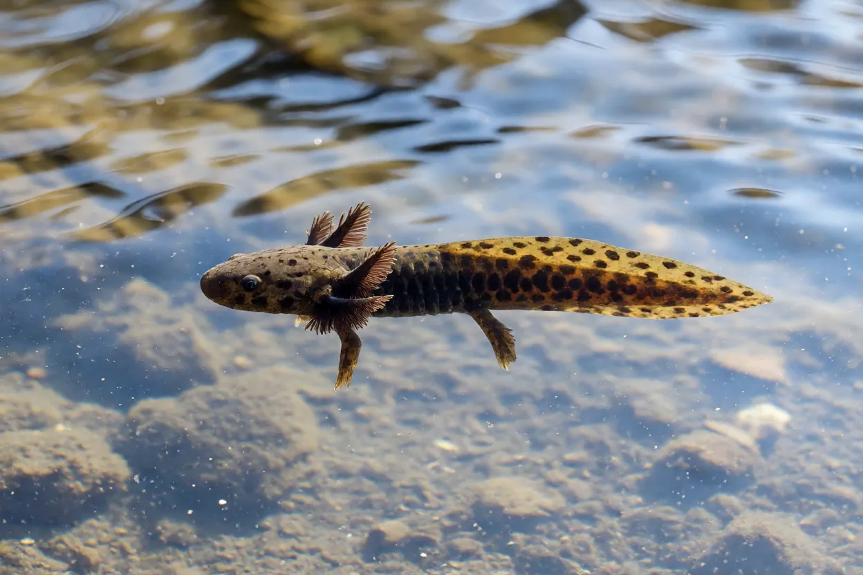 Larvas aquáticas da salamandra-comum com brânquias externas em riacho