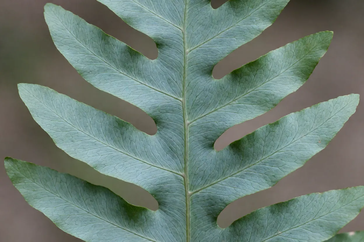 Close-up da fronde verde-azulada e coriácea da samambaia-de-metro