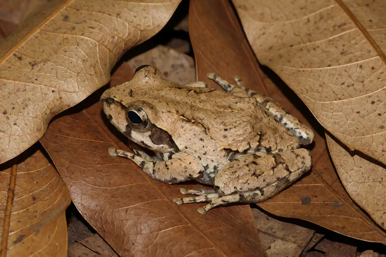 Sapo-do-mato perfeitamente camuflado entre folhas secas
