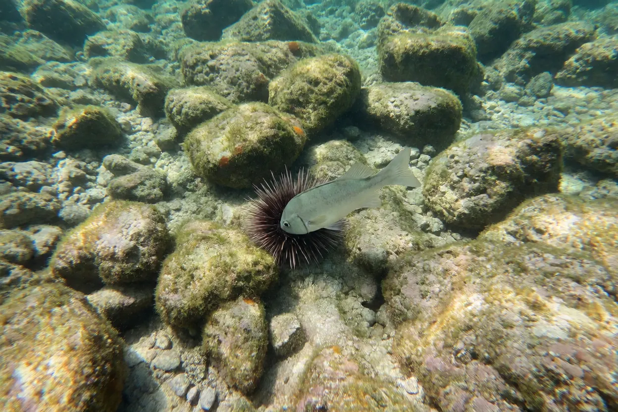 Sargo se alimentando de ouriço-do-mar no fundo rochoso
