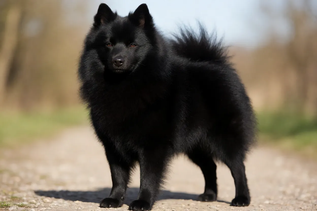 Schipperke: origem, personalidade, características e cuidados Schipperke adulto em pé mostrando proporção corporal