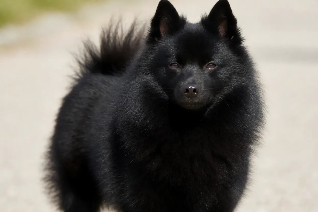 Schipperke: origem, personalidade, características e cuidados