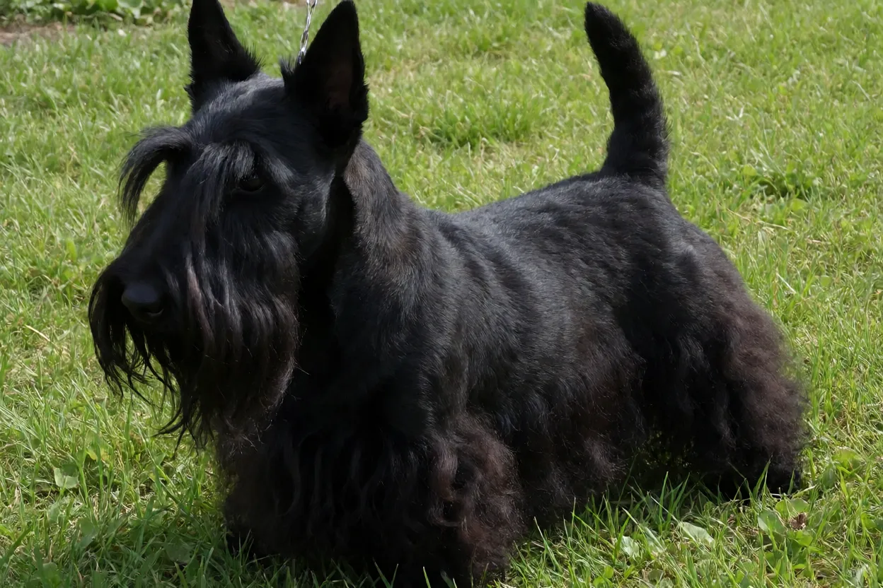 Scottish Terrier adulto preto em pé na grama, visto em três quartos, mostrando corpo baixo e pelagem de arame