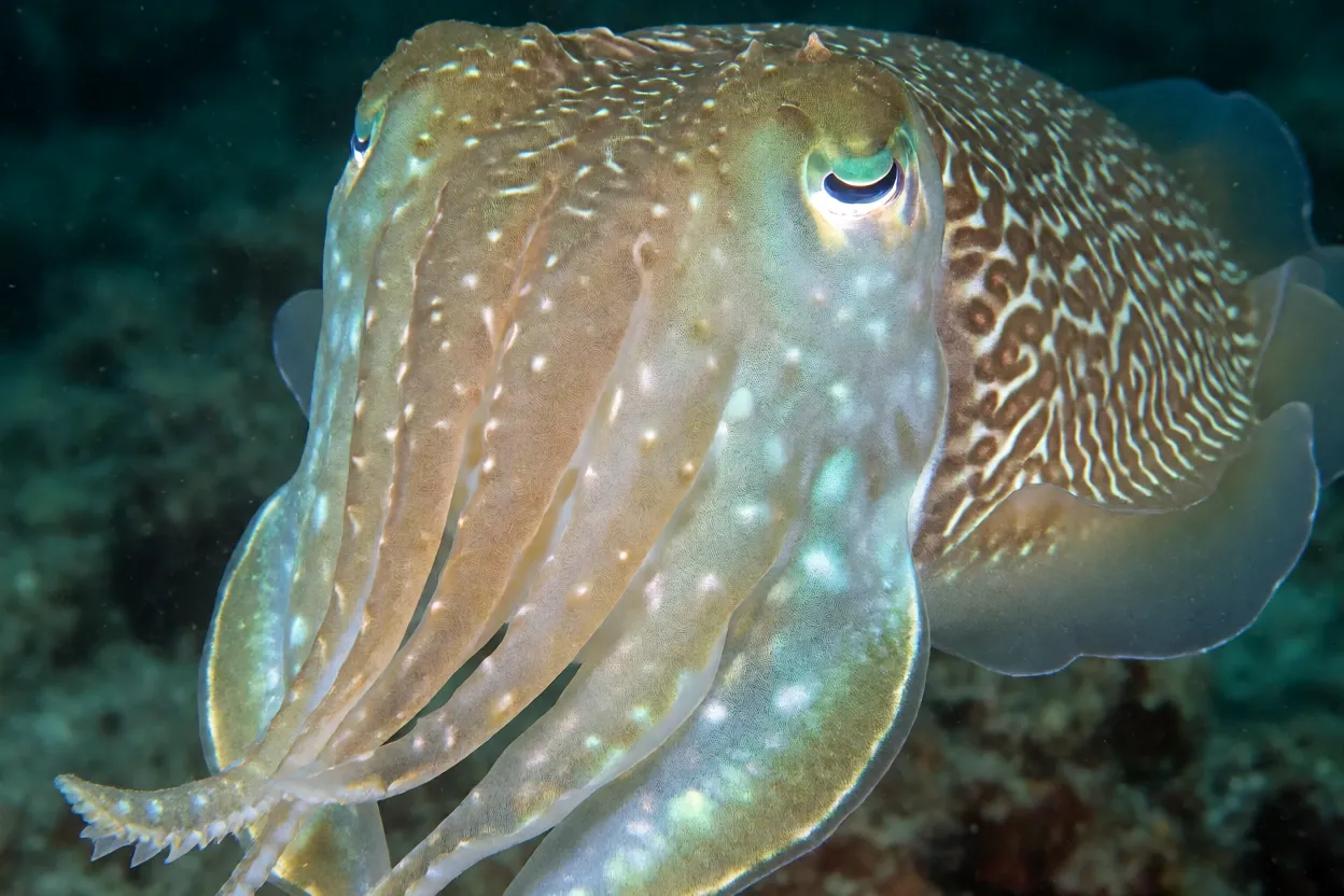 Sépia-comum animal Sepia officinalis em detalhe mostrando pele e tentáculos