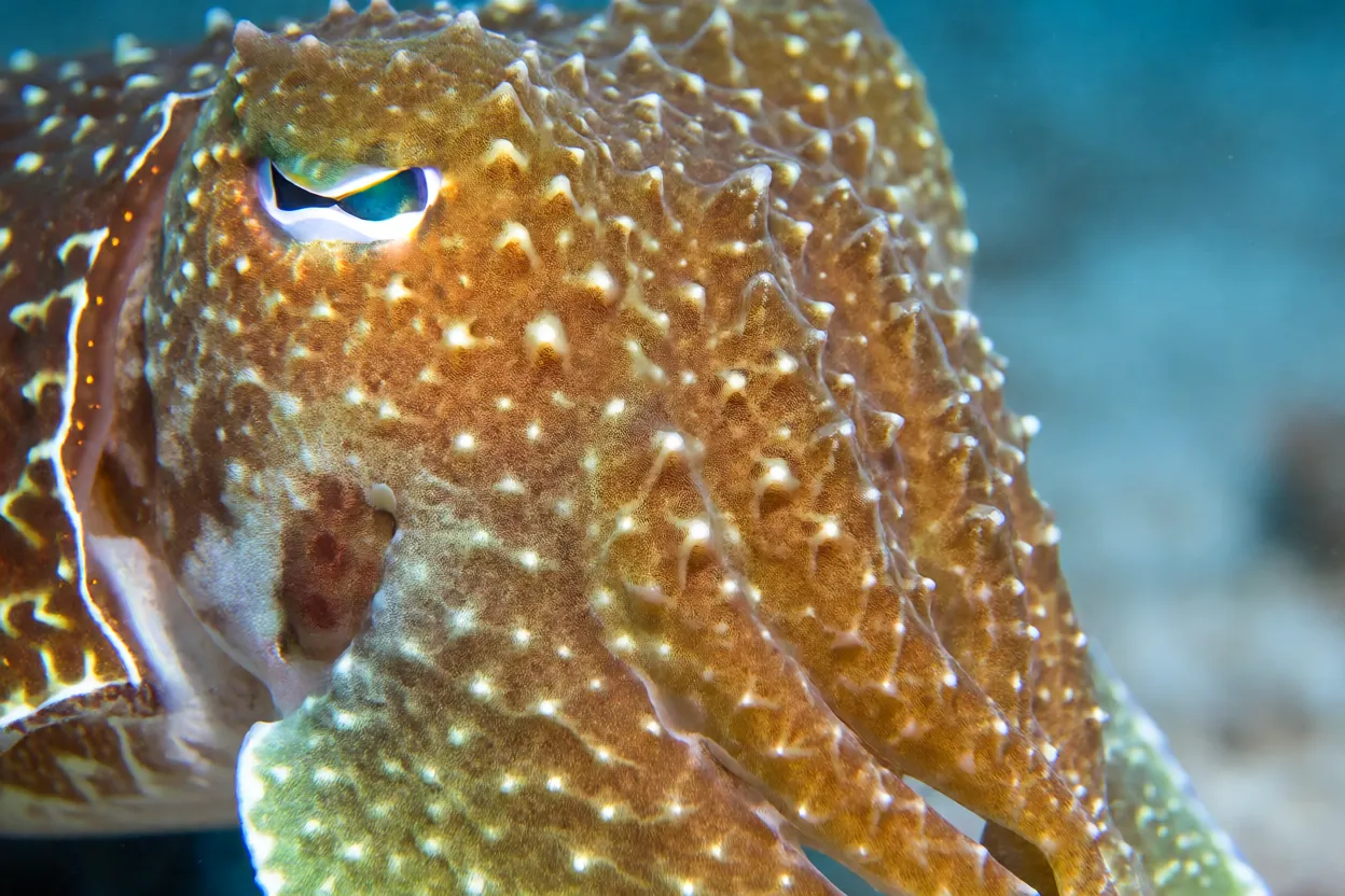 Detalhe da pele verrucosa da sépia-flamboyant