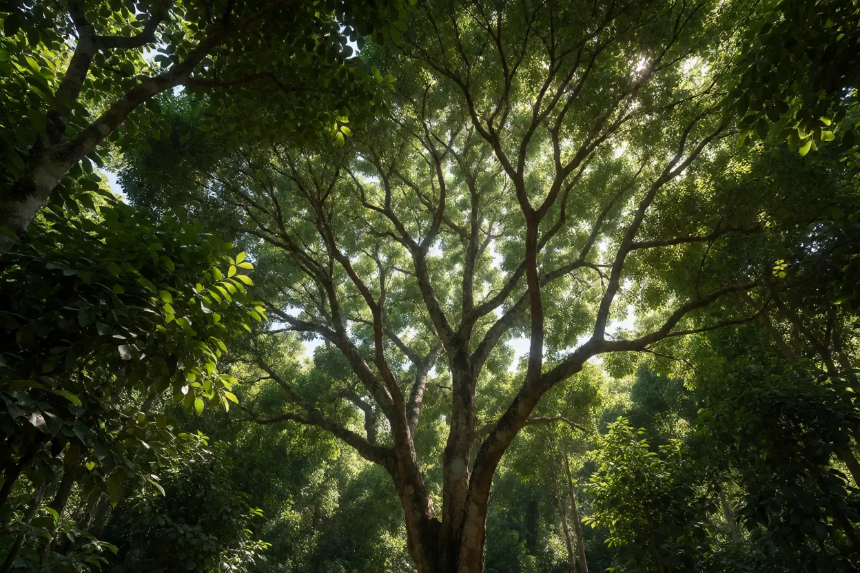 Copa da sibipiruna vista de baixo com sombra densa