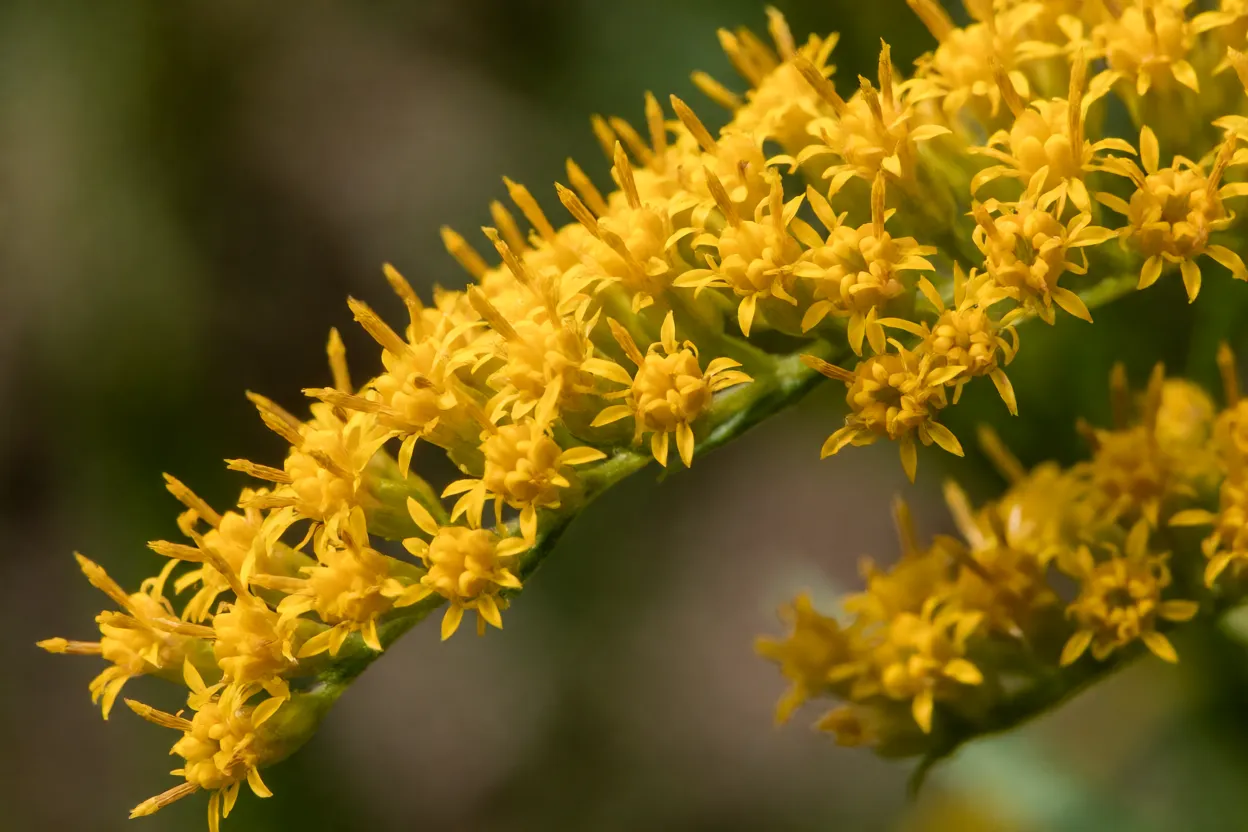 Detalhe das pequenas flores amarelas de Solidago em close