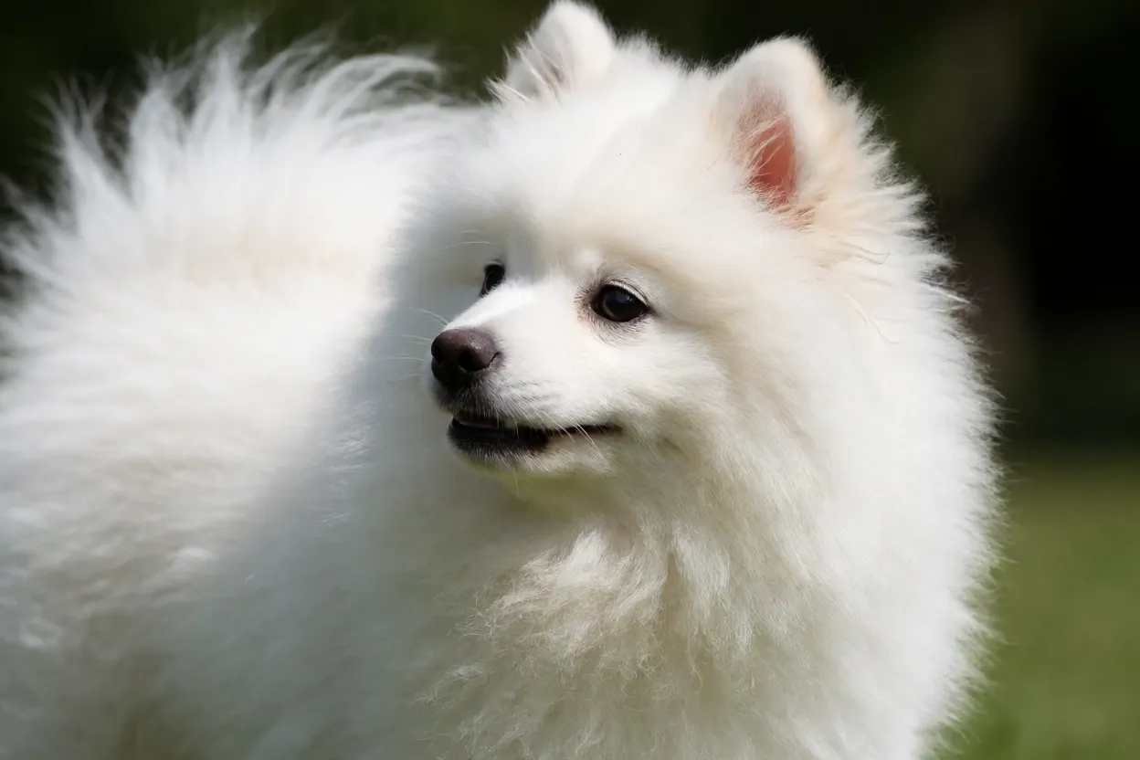 Filhote de Spitz japon&ecirc;s branco brincando