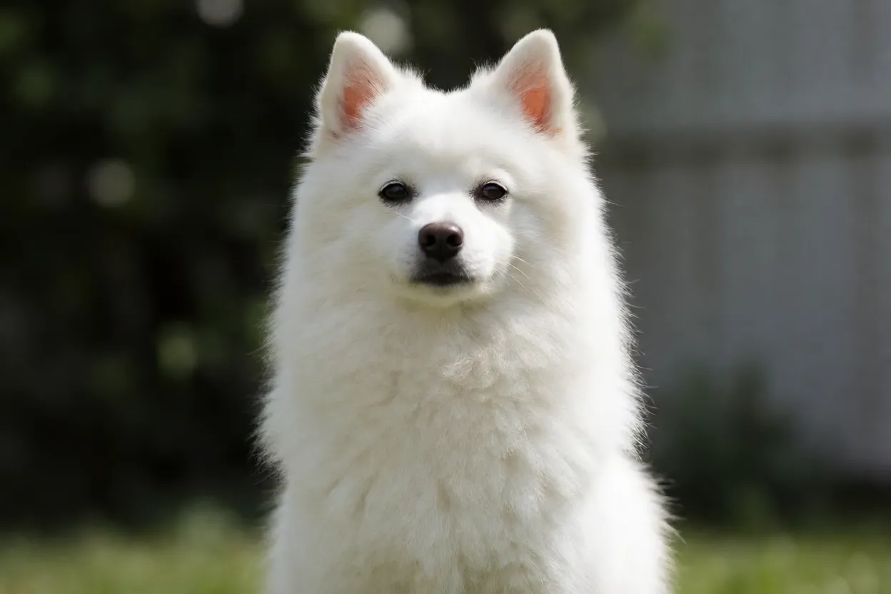 Spitz japon&ecirc;s sentado mostrando orelhas eretas e express&atilde;o atenta