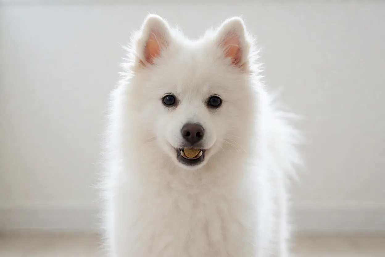 Spitz japon&ecirc;s filhote em sess&atilde;o de treinamento com petiscos