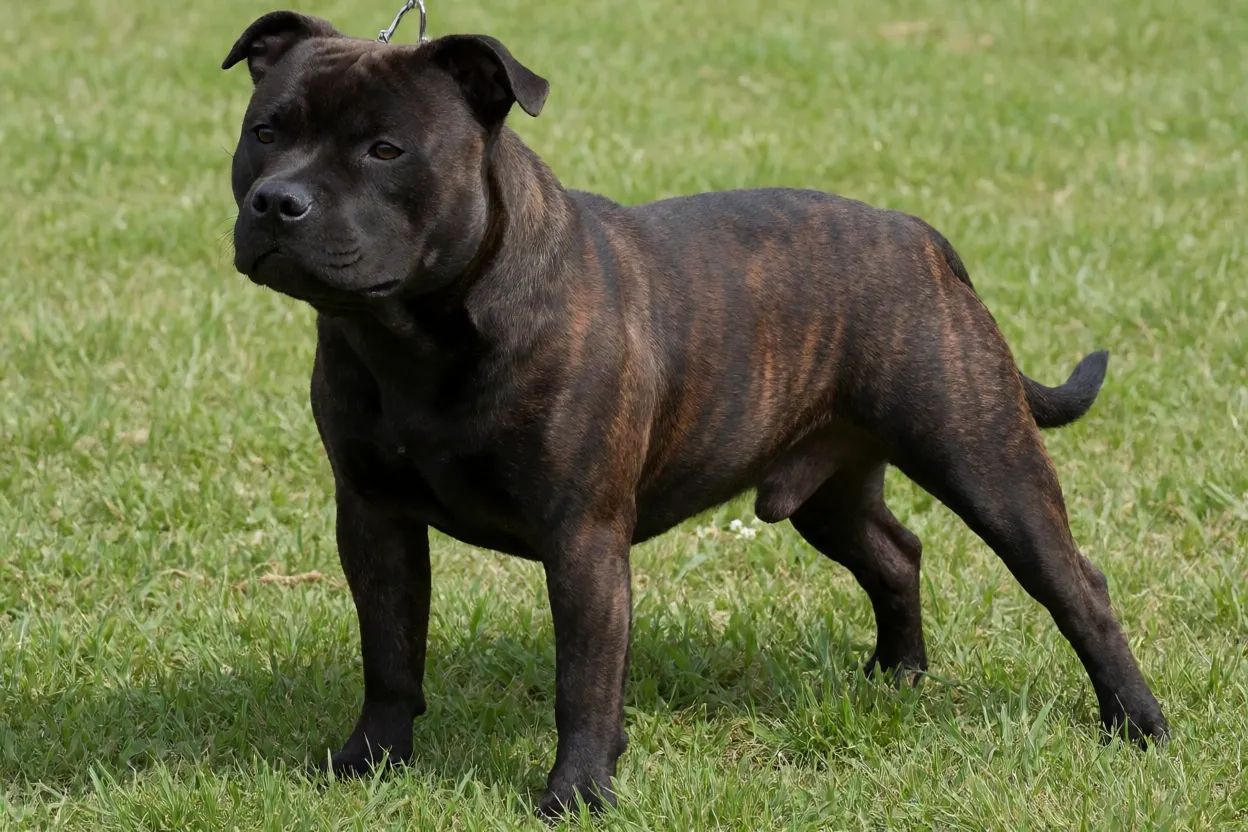 Staffordshire Bull Terrier adulto tigrado em pé na grama, corpo musculoso e compacto