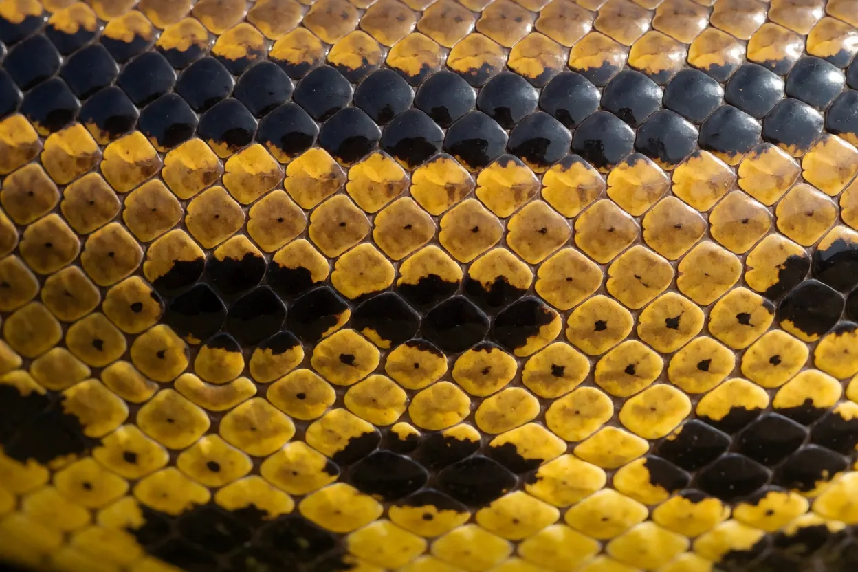 Detalhe das escamas e manchas pretas da sucuri-amarela sobre fundo amarelo
