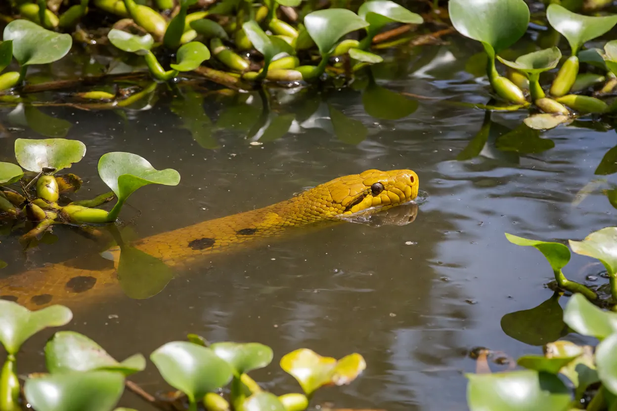 Sucuri-amarela semissubmersa em banhado do Pantanal entre aguapés