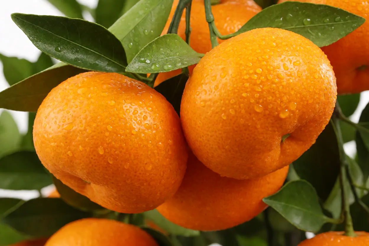 Close-up de tangerinas maduras no pé com folhas