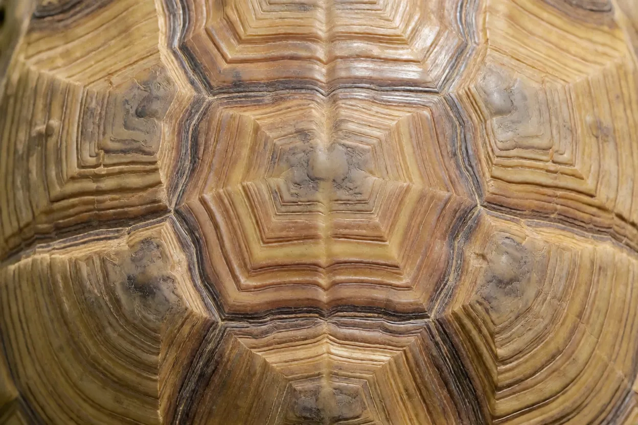 Detalhe do casco abobadado da tartaruga-terrestre