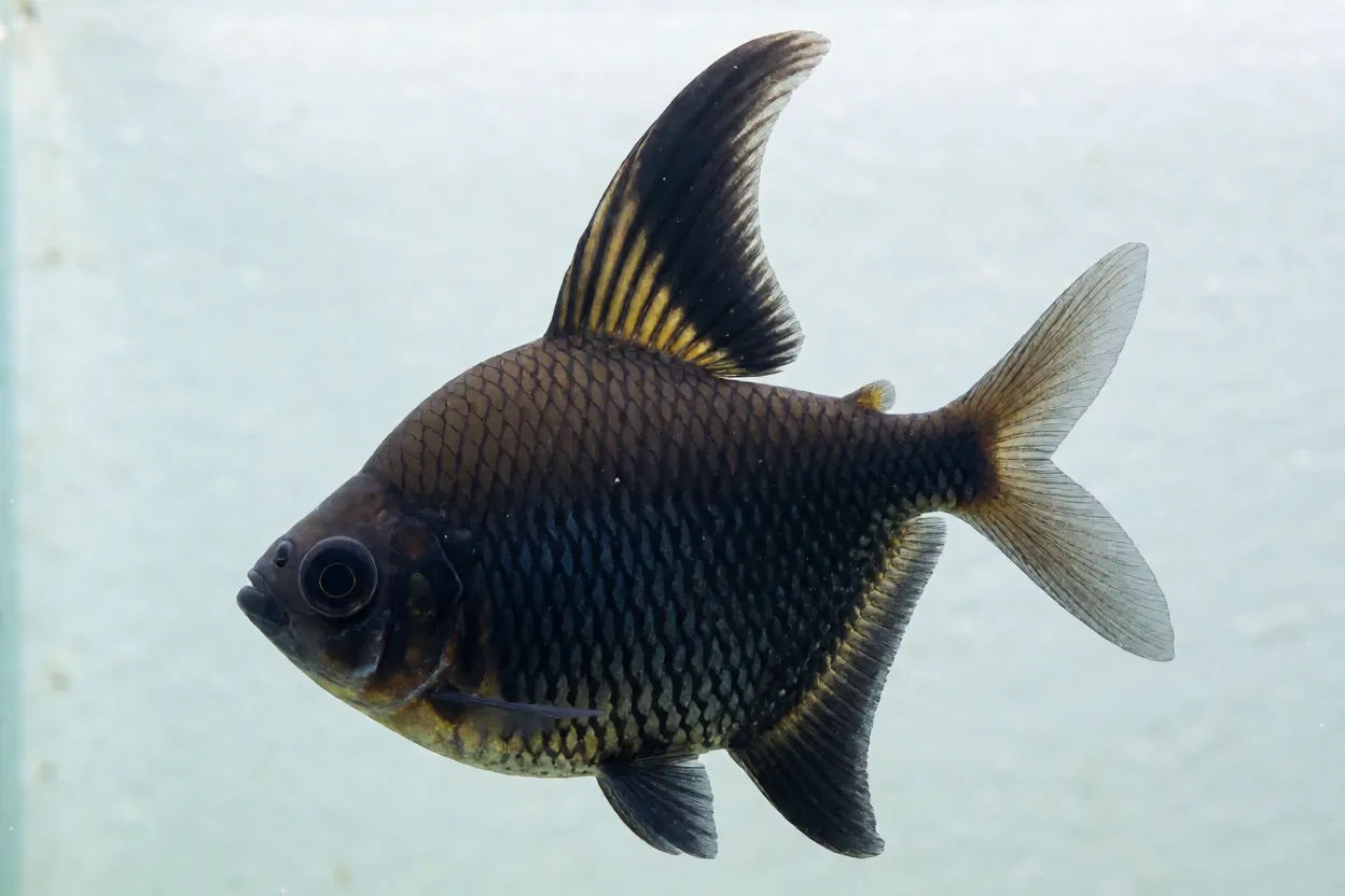Tetra-fantasma-negro Tetra-fantasma-negro macho de lado mostrando corpo preto e nadadeira dorsal alta