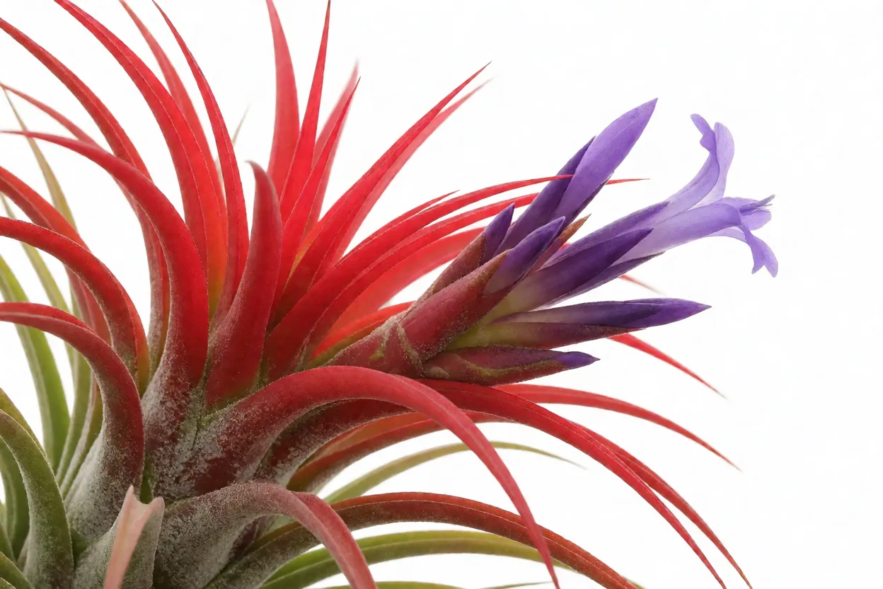Tillandsia: tipos, raízes aéreas, características e como cultivar plantas aéreas Tillandsia ionantha em floração com folhas avermelhadas e flor roxa
