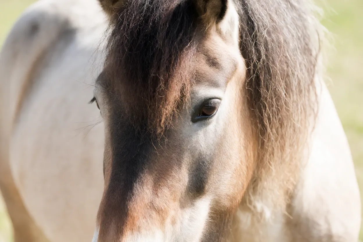 Retrato da cabeça de cavalo Tinker mostrando perfil reto e crina farta