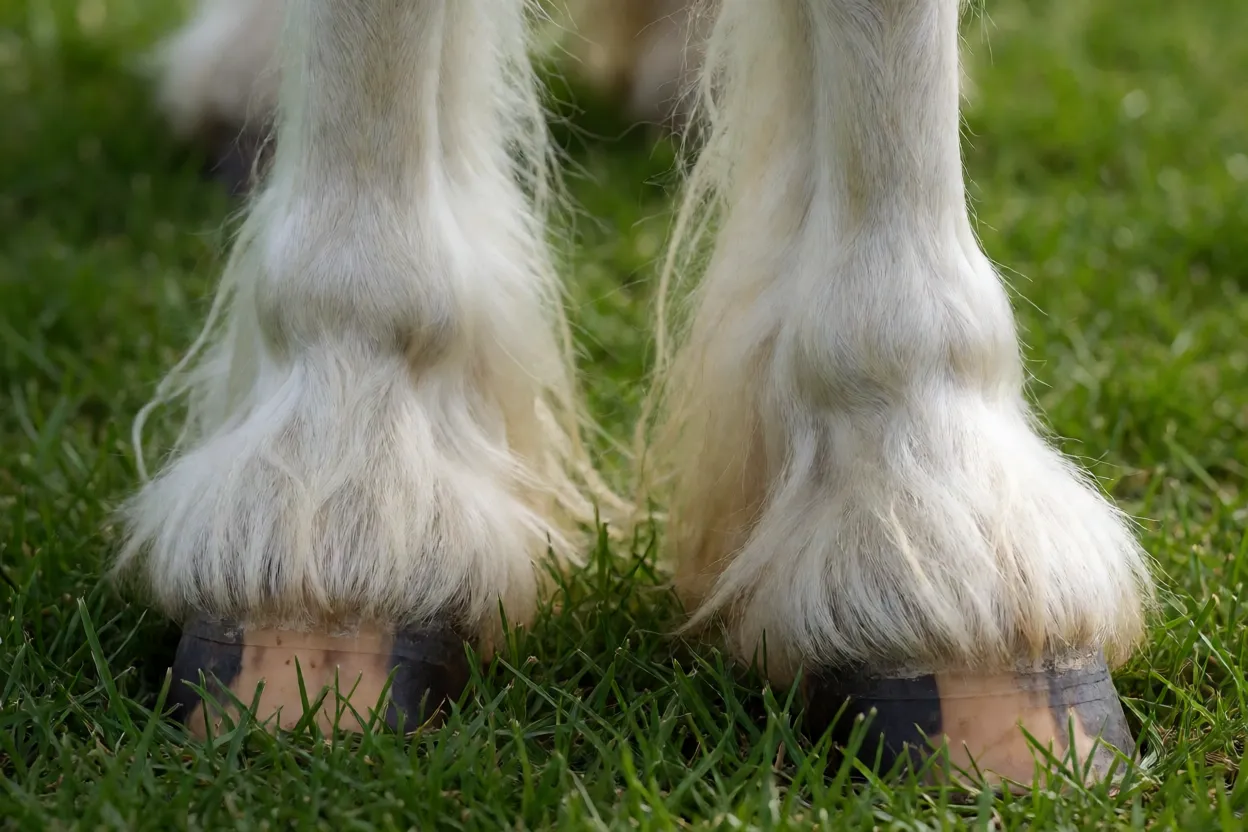 Detalhe das penas e cascos de cavalo Tinker