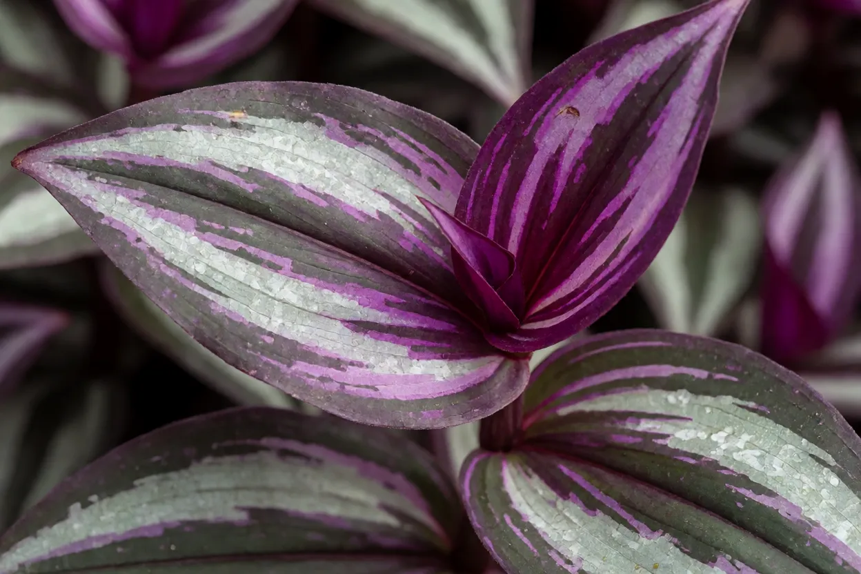 Trapoeraba: tipos, cores das folhas, características e como cultivar Folhas coloridas de trapoeraba Tradescantia em close-up mostrando variações de cor