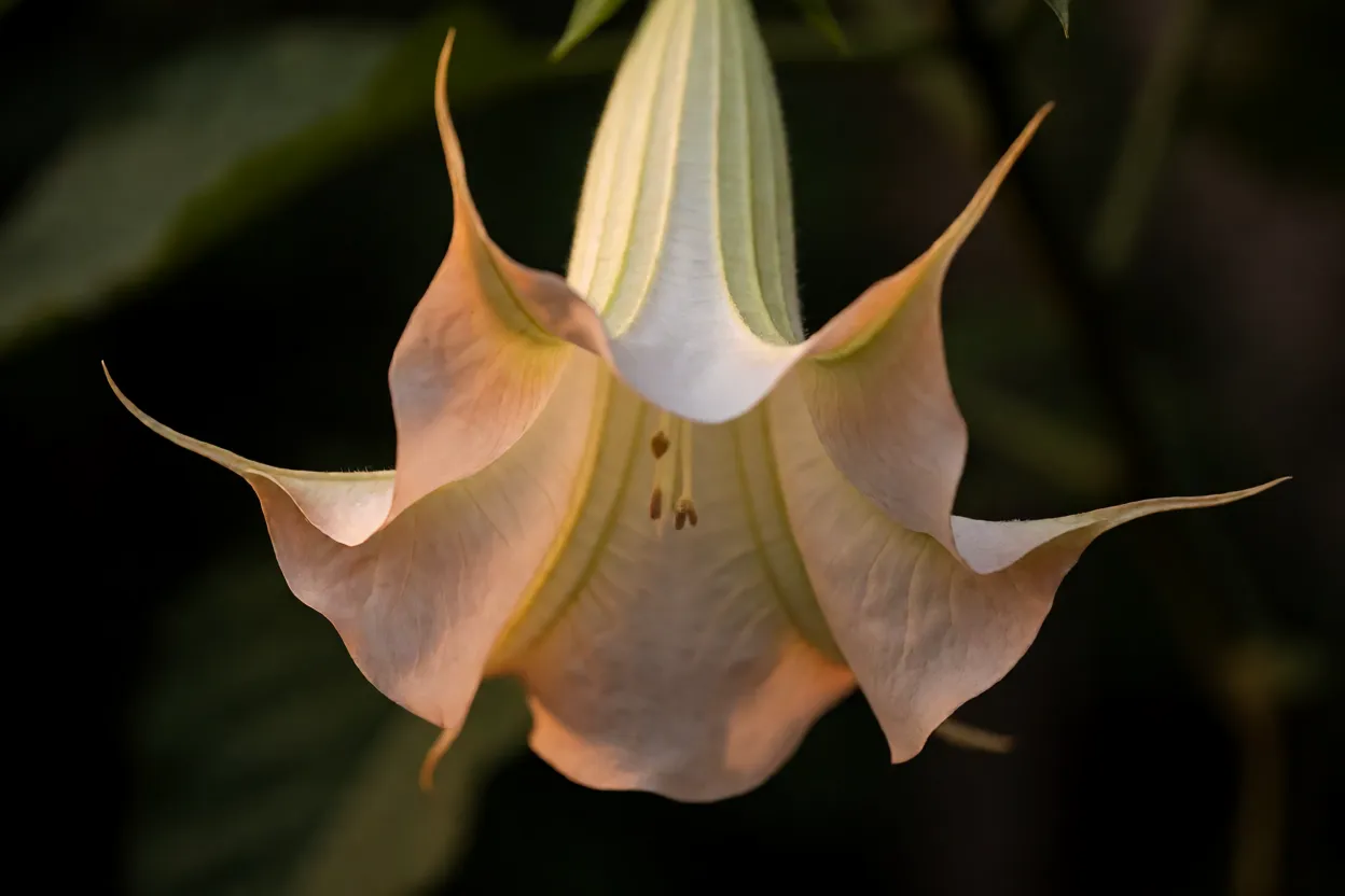 Flor de trombeta-de-anjo aberta ao entardecer liberando perfume