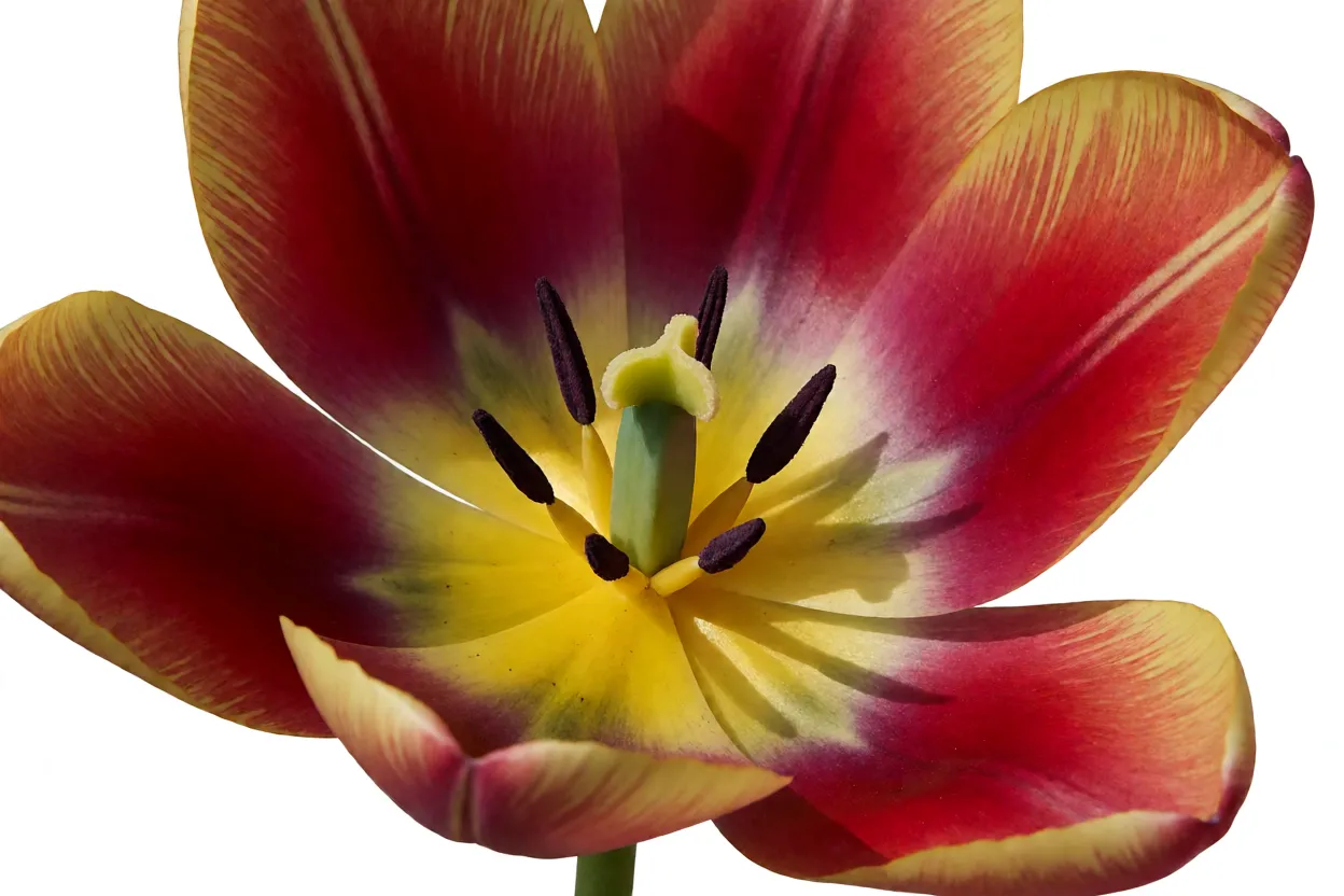 Detalhe bot&acirc;nico de flor de tulipa aberta mostrando t&eacute;palas e estames