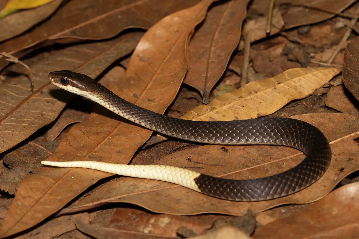 Filhote de urutu com ponta da cauda clara para engodo caudal