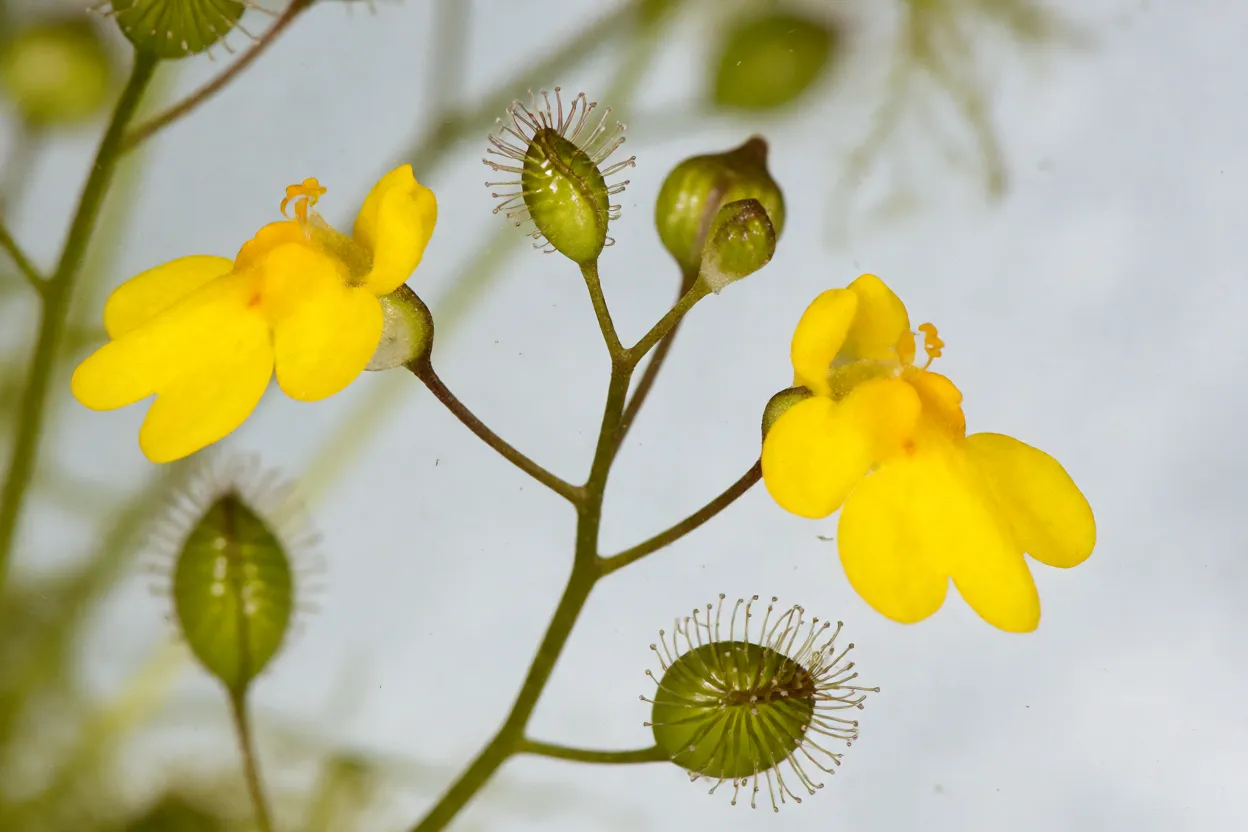Close-up das flores amarelas e armadilhas de Utricularia gibba aquática