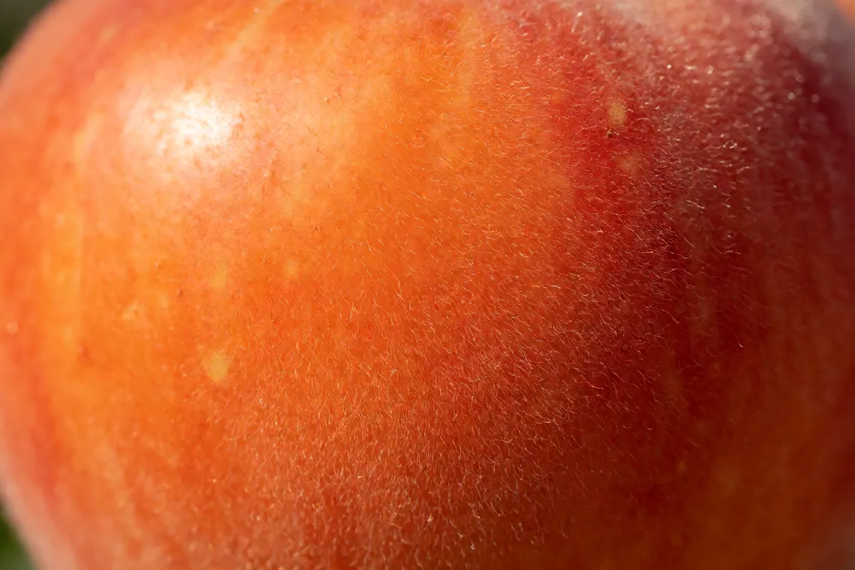 Close da casca aveludada da fruta veludo