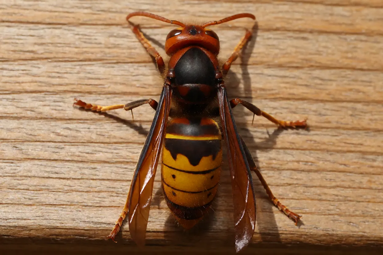 Vespão-asiático-gigante Vespa mandarinia de corpo inteiro em vista macro