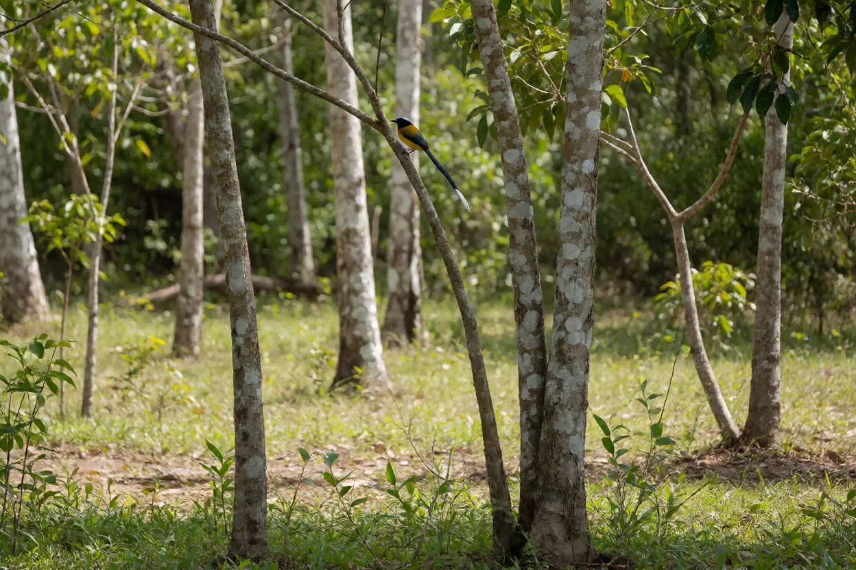 Viuvinha em seu habitat natural de borda de mata