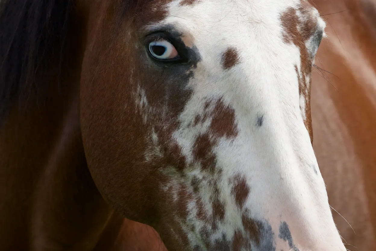 Retrato da cabeça de cavalo Walkaloosa mostrando pele mosqueada e esclera branca