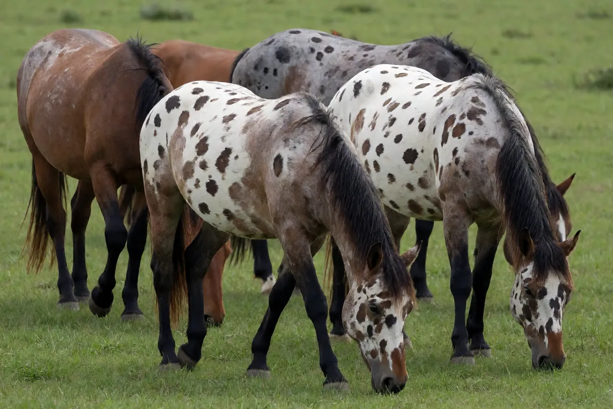 Pequeno grupo de cavalos Walkaloosa pastando juntos
