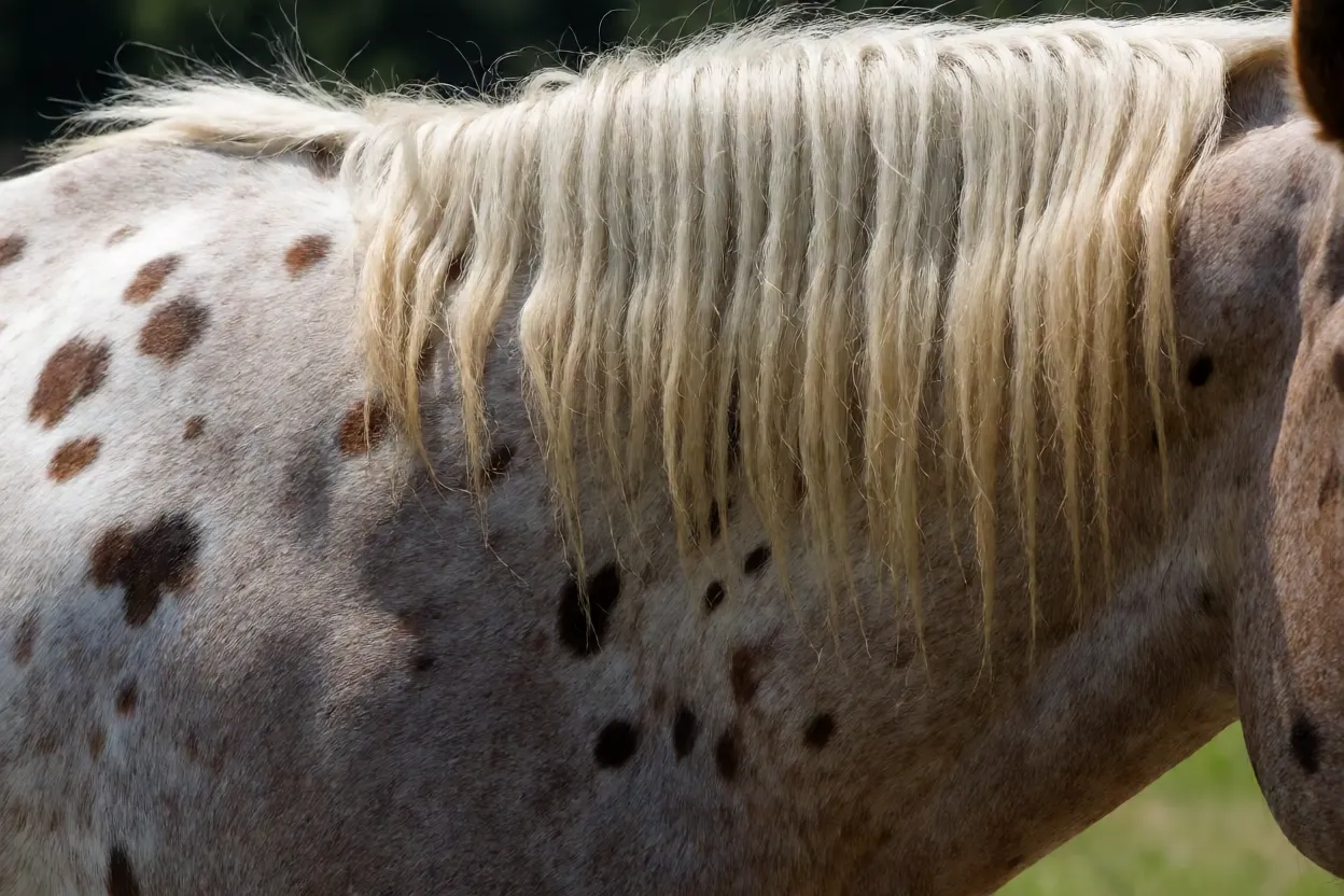 Detalhe da pelagem pintada e crina do cavalo Walkaloosa