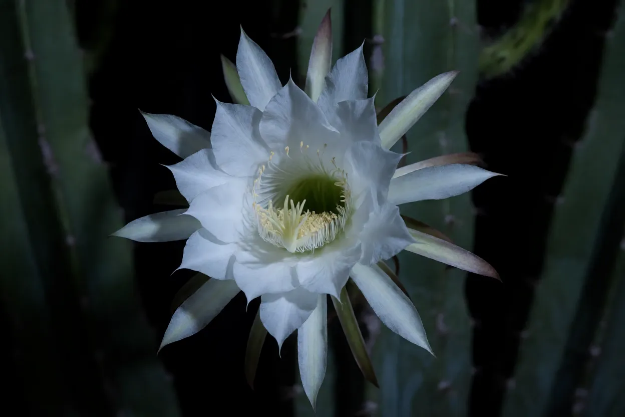 Flor branca noturna do xique-xique aberta